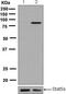 Signal Transducer And Activator Of Transcription 5A antibody, ab128896, Abcam, Western Blot image 