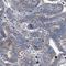 Coiled-Coil Domain Containing 146 antibody, NBP1-86432, Novus Biologicals, Immunohistochemistry frozen image 