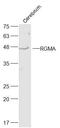 Repulsive Guidance Molecule BMP Co-Receptor A antibody, GTX51106, GeneTex, Western Blot image 