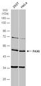 Paired box protein Pax-6 antibody, NBP2-19711, Novus Biologicals, Western Blot image 