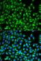 Cell Division Cycle 34 antibody, LS-B14894, Lifespan Biosciences, Immunofluorescence image 