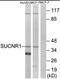 Succinate Receptor 1 antibody, orb95398, Biorbyt, Western Blot image 