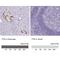 Transthyretin antibody, NBP2-52905, Novus Biologicals, Immunohistochemistry paraffin image 