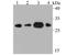 Dimethylarginine Dimethylaminohydrolase 2 antibody, NBP2-75464, Novus Biologicals, Western Blot image 