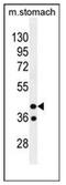 Gypsy Retrotransposon Integrase 1 antibody, AP51841PU-N, Origene, Western Blot image 