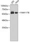 Family With Sequence Similarity 117 Member B antibody, 19-090, ProSci, Western Blot image 