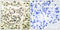 Glycogen Synthase Kinase 3 Alpha antibody, LS-C117523, Lifespan Biosciences, Immunohistochemistry paraffin image 