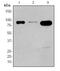 Signal transducer and activator of transcription 4 antibody, ab68156, Abcam, Western Blot image 