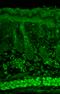 Syntaxin 1A antibody, M01961, Boster Biological Technology, Immunohistochemistry frozen image 