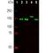 Neurofilament Medium antibody, M06821-1, Boster Biological Technology, Western Blot image 