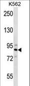 Striatin 4 antibody, LS-B13766, Lifespan Biosciences, Western Blot image 