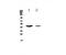 Mucin 7, Secreted antibody, LS-C662962, Lifespan Biosciences, Western Blot image 