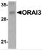 ORAI Calcium Release-Activated Calcium Modulator 3 antibody, PM-4913, ProSci, Western Blot image 
