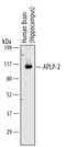 Amyloid Beta Precursor Like Protein 2 antibody, MAB49451, R&D Systems, Western Blot image 