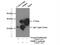 Nuclear Receptor Binding Factor 2 antibody, 24858-1-AP, Proteintech Group, Immunoprecipitation image 