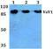Vav Guanine Nucleotide Exchange Factor 1 antibody, A00691-2, Boster Biological Technology, Western Blot image 