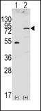 Fibroblast Growth Factor Receptor 4 antibody, 63-089, ProSci, Western Blot image 