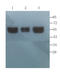 Sialic Acid Binding Ig Like Lectin 6 antibody, orb5799, Biorbyt, Western Blot image 