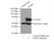 Phosphoglucomutase 1 antibody, 15161-1-AP, Proteintech Group, Immunoprecipitation image 