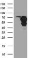 WASP Like Actin Nucleation Promoting Factor antibody, TA811282S, Origene, Western Blot image 