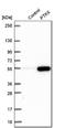 PTK6 antibody, NBP1-89935, Novus Biologicals, Western Blot image 