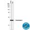 Peroxiredoxin 1 antibody, AF3488, R&D Systems, Western Blot image 