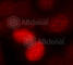 Forkhead Box O1 antibody, AP0172, ABclonal Technology, Immunofluorescence image 