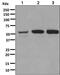 Adrenoceptor Alpha 1A antibody, ab137123, Abcam, Western Blot image 