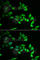 Myozenin 2 antibody, A6468, ABclonal Technology, Immunofluorescence image 