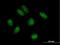 C8orf79 antibody, H00057604-B01P, Novus Biologicals, Immunocytochemistry image 