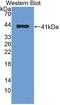 C-C Motif Chemokine Ligand 13 antibody, MBS2027775, MyBioSource, Western Blot image 