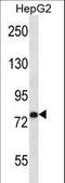 Ubiquitin Specific Peptidase 45 antibody, LS-C160477, Lifespan Biosciences, Western Blot image 