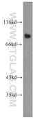 Leucine Rich Repeat And Ig Domain Containing 1 antibody, 19097-1-AP, Proteintech Group, Western Blot image 