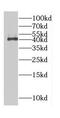 Cyclin Dependent Kinase 3 antibody, FNab01556, FineTest, Western Blot image 