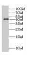 Cyclin-dependent kinase 3 antibody, FNab01556, FineTest, Western Blot image 