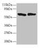 Tumor Necrosis Factor antibody, LS-C210699, Lifespan Biosciences, Western Blot image 