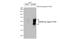 C-X-C Motif Chemokine Receptor 2 antibody, GTX631667, GeneTex, Western Blot image 