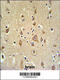 Biorientation Of Chromosomes In Cell Division 1 antibody, 64-214, ProSci, Immunohistochemistry paraffin image 