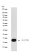 Interleukin 13 antibody, 701123, Invitrogen Antibodies, Western Blot image 