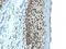 H1 Histone Family Member 0 antibody, M30949, Boster Biological Technology, Immunohistochemistry frozen image 