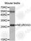 Neurogenin 3 antibody, A2772, ABclonal Technology, Western Blot image 