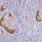 Complement Factor H antibody, NBP2-38695, Novus Biologicals, Immunohistochemistry frozen image 