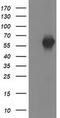 SH2B Adaptor Protein 3 antibody, MA5-25516, Invitrogen Antibodies, Western Blot image 