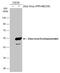 Zika Virus antibody, GTX133325, GeneTex, Western Blot image 