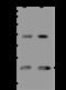 Mitochondrial Ribosomal Protein L47 antibody, 200835-T44, Sino Biological, Western Blot image 