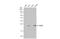 Glutathione Peroxidase 2 antibody, GTX100292, GeneTex, Western Blot image 