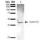 G1/S-specific cyclin-D3 antibody, LS-C774826, Lifespan Biosciences, Western Blot image 