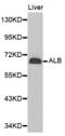 Albumin antibody, abx000044, Abbexa, Western Blot image 
