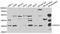 Cell Division Cycle 34 antibody, A5457, ABclonal Technology, Western Blot image 
