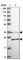 Retinol dehydrogenase 13 antibody, HPA042006, Atlas Antibodies, Western Blot image 